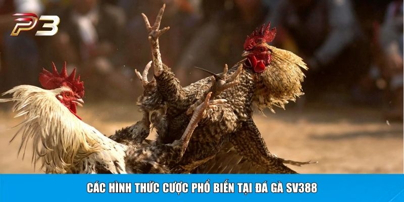 Các hình thức cược phổ biến tại đá gà SV388